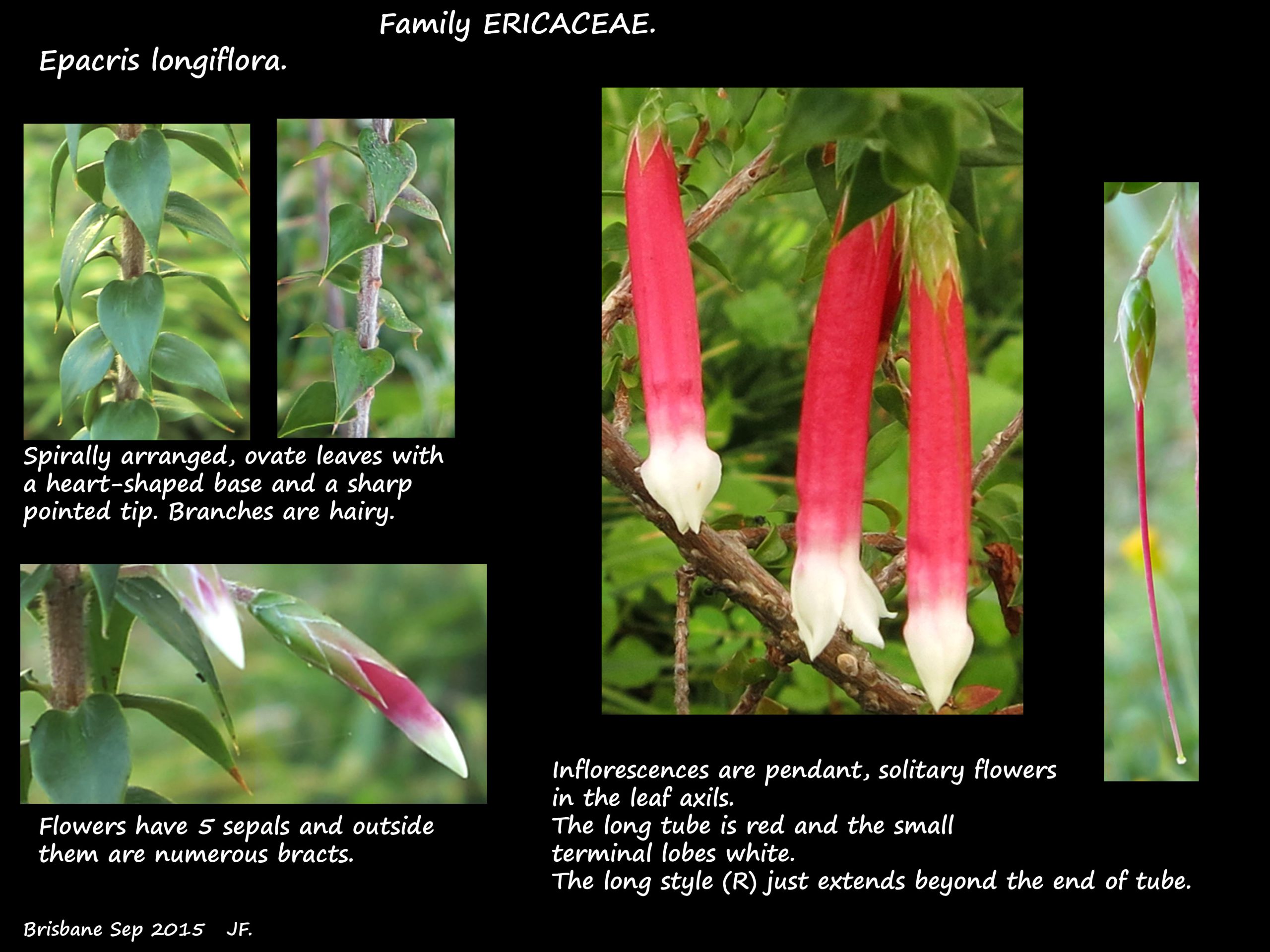 1 Epacris longiflora leaves & flowers
